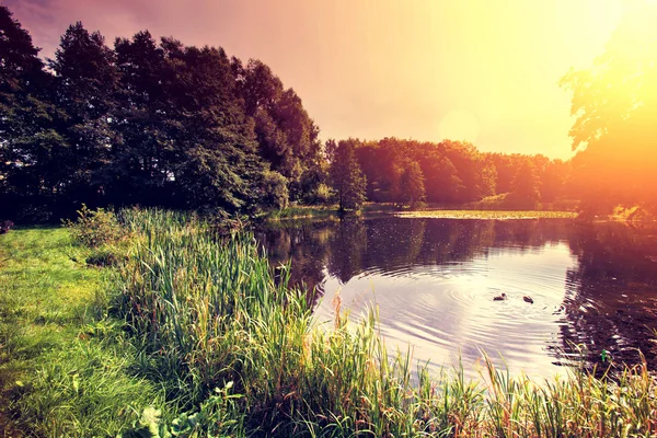 Coucher de soleil sur le lac avec des canards dans la forêt — Photo