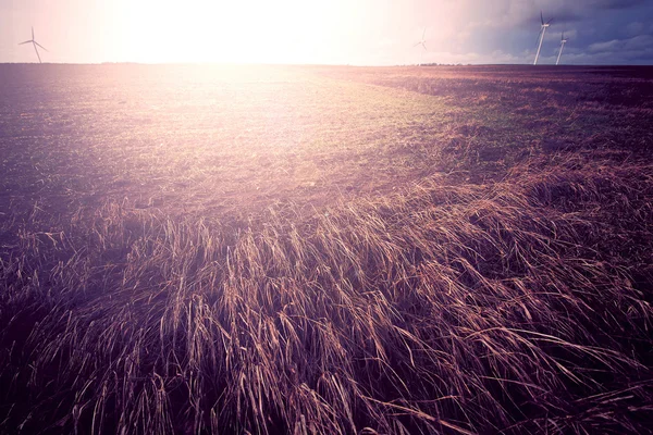 Campo ensolarado no verão . — Fotografia de Stock