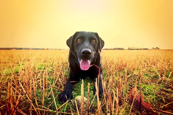 Feliz labrador negro . —  Fotos de Stock