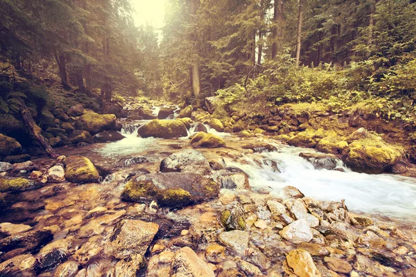 Mountain stream in the forest. — Stock Photo, Image