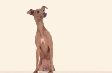 Stüdyo arka plan üzerinde komik köpek