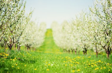 Çiçek Bahçe Beyaz bloom ile