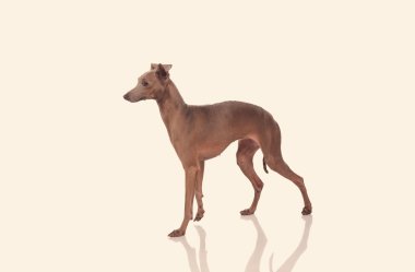 Stüdyo arka plan üzerinde komik köpek