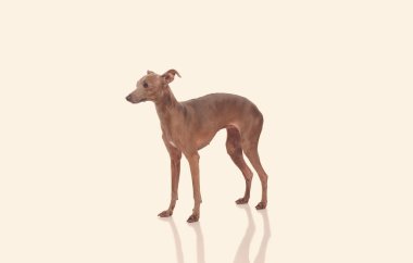 Beyaz arka plan üzerinde izole üzgün köpek