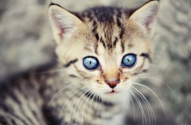 mavi gözlü güzel pisi