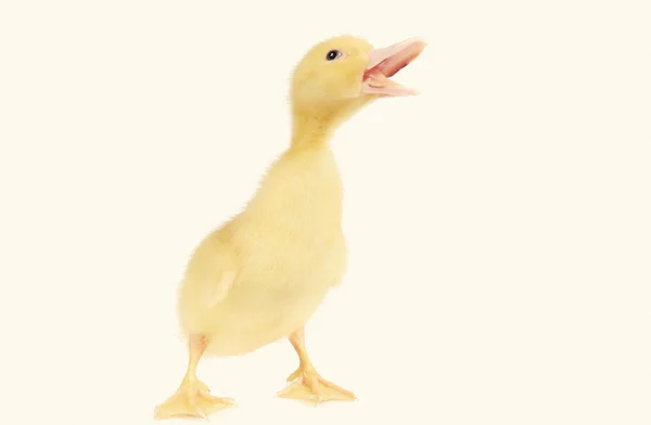 Baby duck isolated over white background — Stock Photo, Image