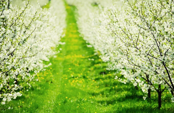 Blooming garden with white bloom — Stock Photo, Image