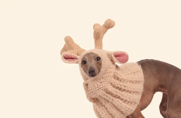 Divertente cane nel cappello da cervo — Foto Stock