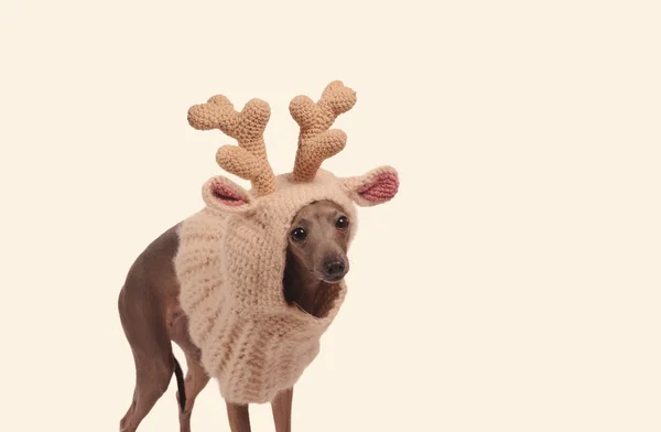 Zabawny pies w kapeluszu jelenia — Zdjęcie stockowe