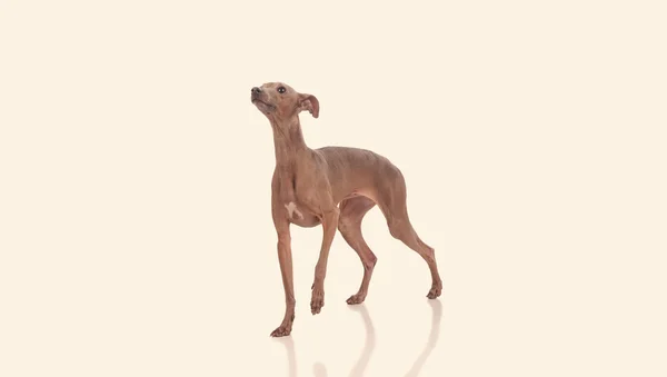 Funny dog isolated over white background — Stock Photo, Image