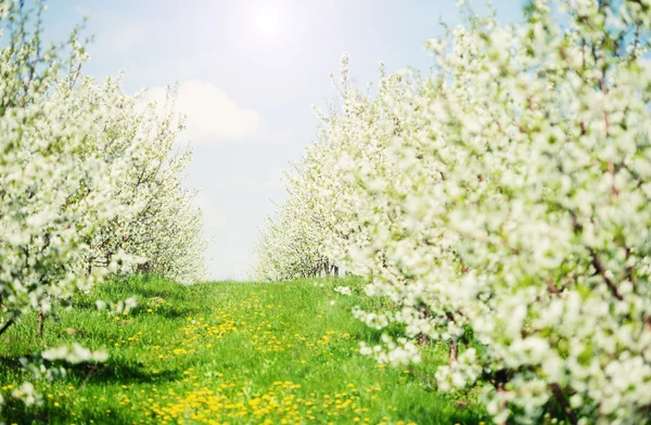 Blommande trädgård med vit Blom — Stockfoto