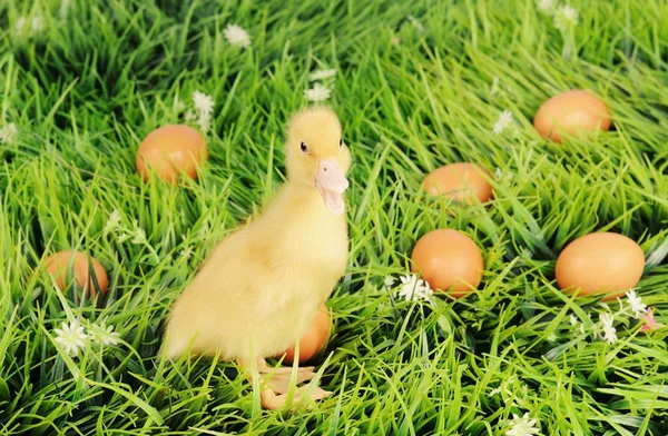 Anatra in erba verde con uova intorno — Foto Stock