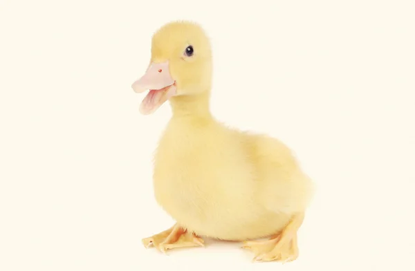 Baby duck isolated over white background — Stock Photo, Image
