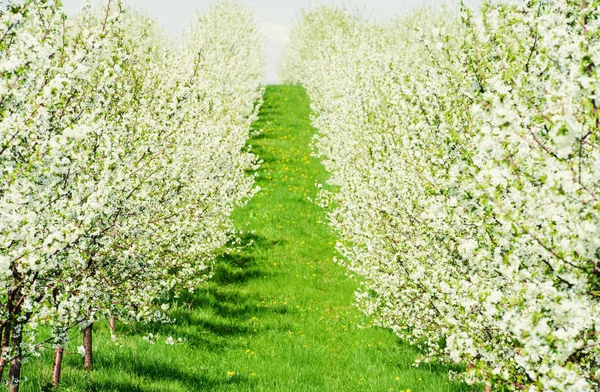 Giardino fiorito con fiore bianco — Foto Stock