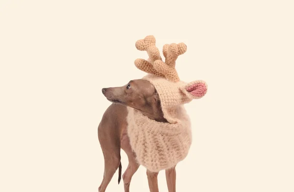 鹿帽子に変な犬 — ストック写真