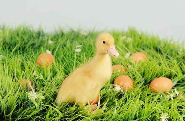 Entenbaby im grünen Gras mit Eiern — Stockfoto