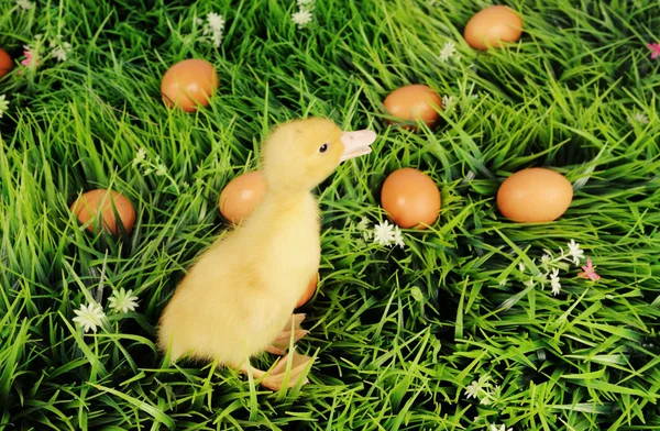 Baby duck in green grass with eggs around — Stock Photo, Image