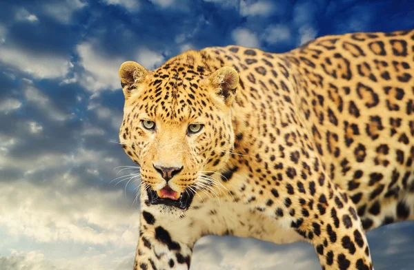 Gökyüzü arka plan üzerinde leopar — Stok fotoğraf