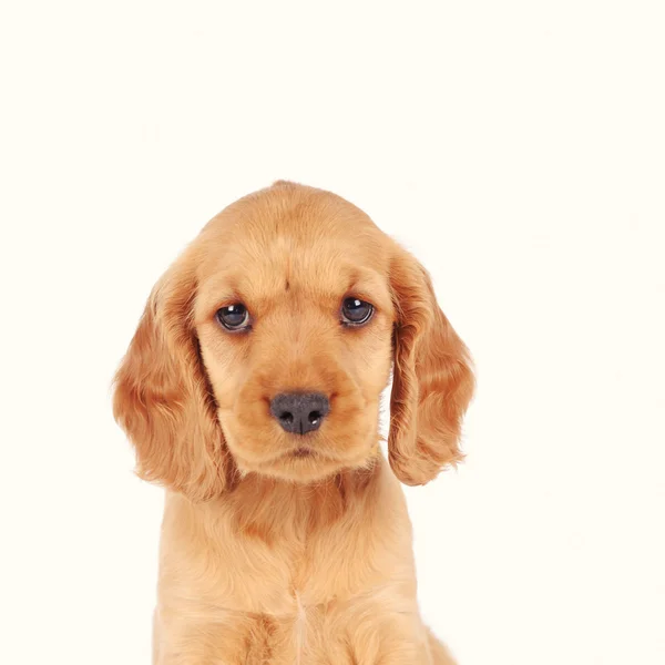 Trauriger Hundewelpe isoliert über weißem Hintergrund — Stockfoto