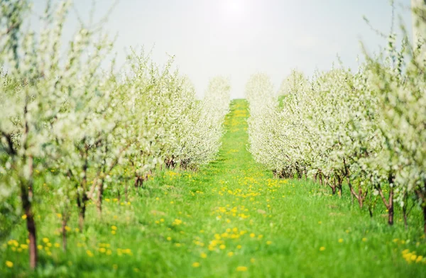 Blommande trädgård med vit Blom — Stockfoto