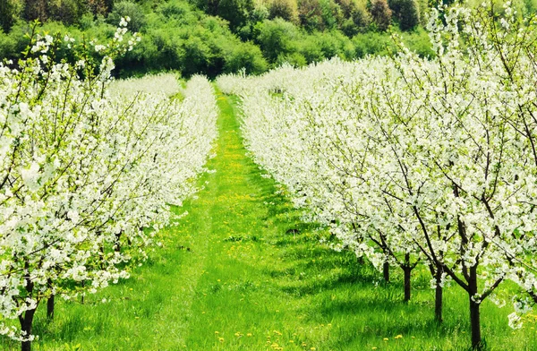 Giardino fiorito con fiore bianco — Foto Stock