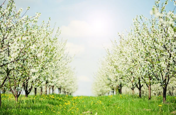 Blooming garden with white bloom — Stock Photo, Image