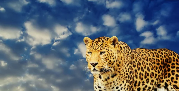 Leopardo en el fondo del cielo — Foto de Stock