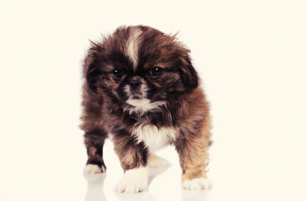 Sad puppy dog isolated over white background — Stock Photo, Image