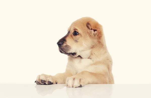 Pequeno cão isolado sobre fundo branco — Fotografia de Stock