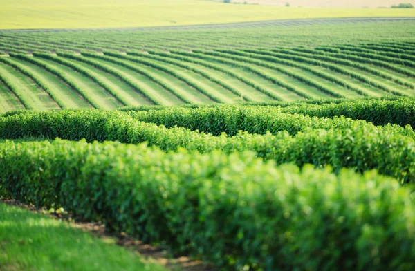 Groen veld en blauwe lucht — Stockfoto