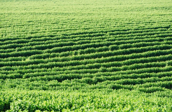 Groen veld en blauwe lucht — Stockfoto