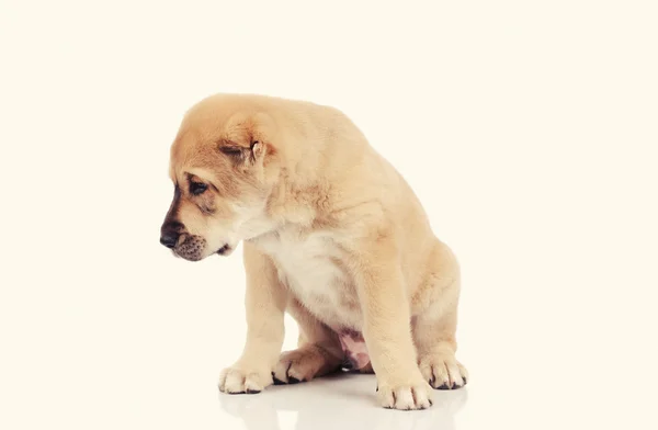 Little dog isolated over white background — Stock Photo, Image