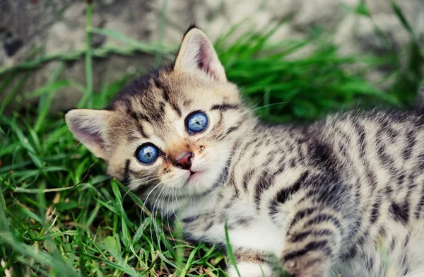 Милая котенок с голубыми глазами — стоковое фото