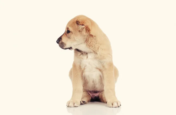 Маленькая собака на белом фоне — стоковое фото