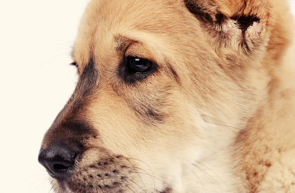 흰색 배경 위에 고립 된 작은 개 — 스톡 사진