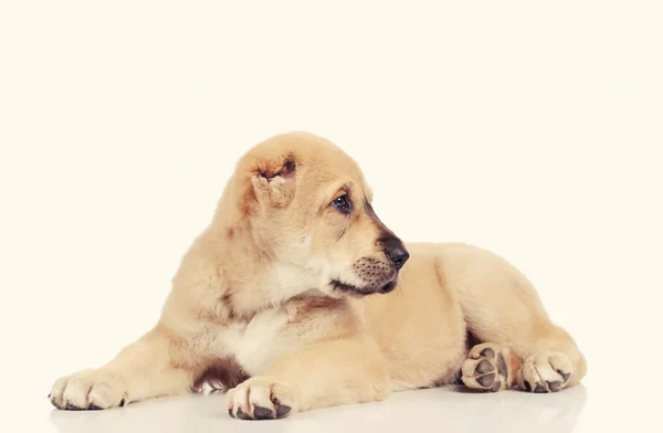 白い背景に分離された小さな犬 — ストック写真