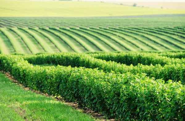 Groen veld en blauwe lucht — Stockfoto