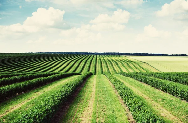 Campo verde y cielo azul — Foto de Stock