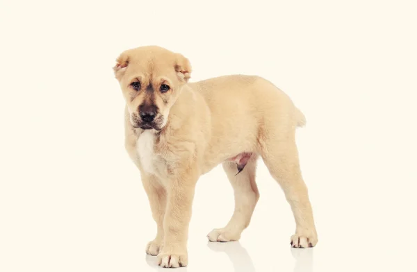Beyaz arka plan üzerinde izole küçük köpek — Stok fotoğraf