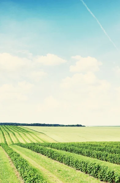 Groen veld en blauwe lucht — Stockfoto