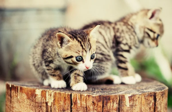 Härlig kitty med blå ögon — Stockfoto