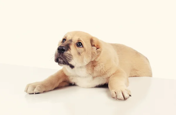 Little dog isolated over white background — Stock Photo, Image