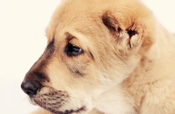 Malý pes izolovaných na bílém pozadí — Stock fotografie
