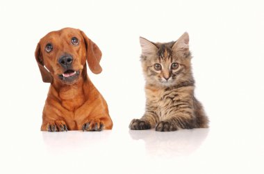 Beyaz bayrağın üstündeki kedi ve köpek kameraya bakıyor.