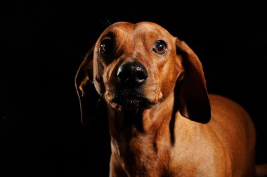 siyah arka plan üzerinde izole kahverengi dachshund köpek