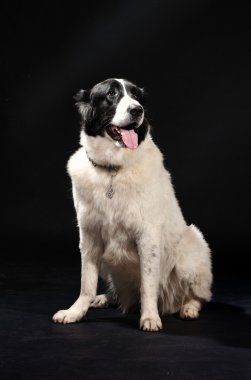 siyah köpek portresi