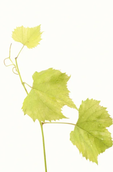 隔離された白の上に新鮮な緑のブドウの葉背景 — ストック写真
