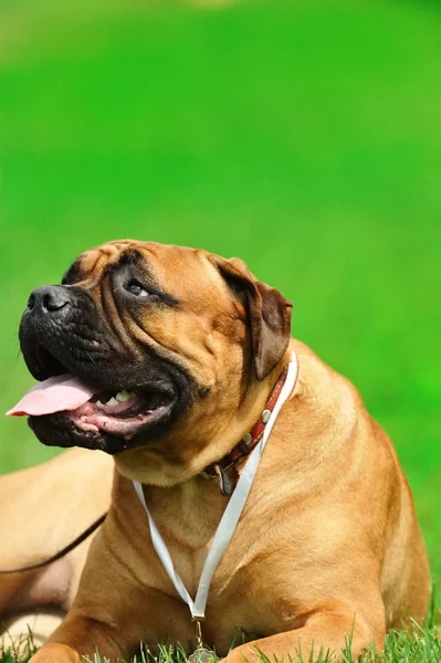 Cão na grama verde — Fotografia de Stock