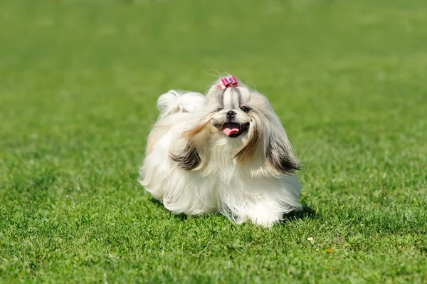 Pes běžící na zelené trávě — Stock fotografie