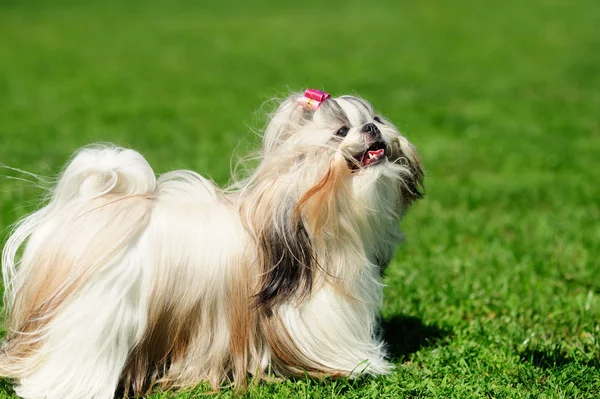 Dog on green grass — Stock Photo, Image